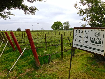 Vineyard with CCOF Certified Organic sign in Lodi, California, showcasing organic wine grape cultivation.