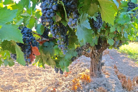 Ripe dark purple wine grapes hanging on a vine in a Lodi vineyard, ready for harvest.