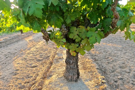 Close-up of a healthy winegrape vine in a Lodi vineyard with lush green leaves and textured trunk.