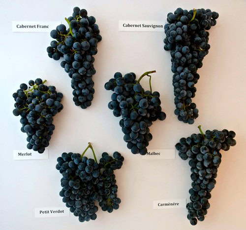 Different types of wine grapes including Cabernet Franc, Cabernet Sauvignon, Merlot, Malbec, Petit Verdot, and Carménère.