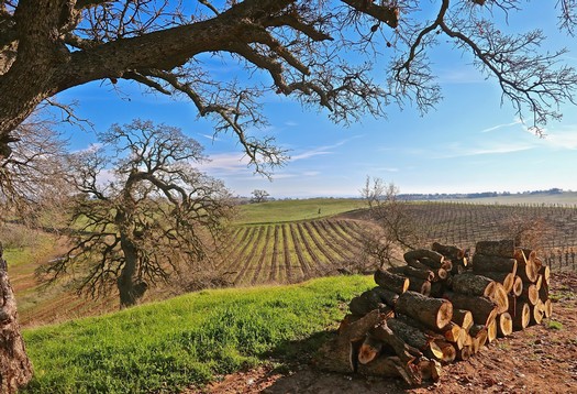 Lodi winegrape vineyard with stacked logs and large tree under a blue sky.
