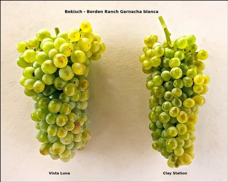 Two bunches of green Garnacha Blanca grapes from Borden Ranch, California, with detailed close-up view.