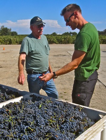 Two men inspecting freshly harvested grapes in a vineyard during daytime.