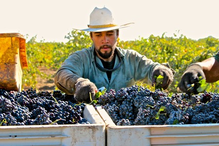 Vineyard worker harvesting ripe grapes in Lodi wine region, California, during daytime.