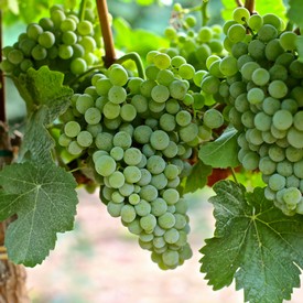 Close-up of green winegrapes on the vine, ready for harvest in Lodi, California.