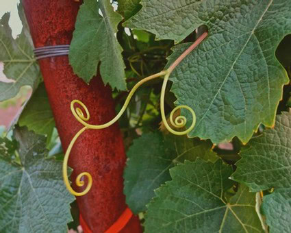 Close-up of a wine grapevine with green leaves and curling tendrils in Lodi, California.