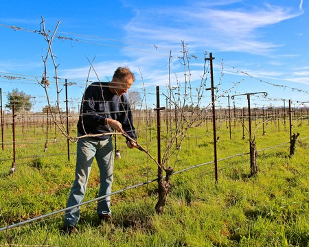 Vineyard worker pruning grapevines in Lodi wine region during spring.