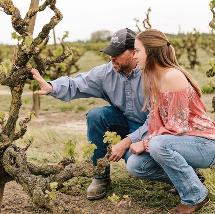 Man and woman inspecting grapevines in a vineyard, focusing on grape growth and vineyard health.