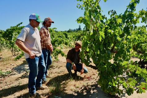 Three men inspecting grapevines in a lush vineyard during daytime in Lodi, California.