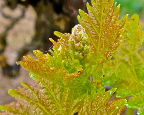 Close-up of a young winegrape vine with new leaf growth in Lodi, California.