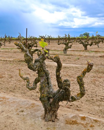 Gnarled grapevine in a Lodi vineyard with cloudy sky in the background.