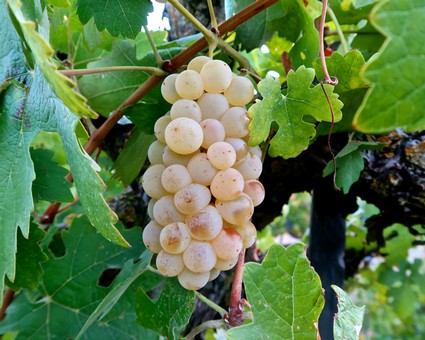 Close-up of a ripe white wine grape cluster hanging from a vine with green leaves.
