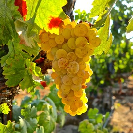 Close-up of a ripe yellow winegrape cluster hanging from a vine in Lodi, California.