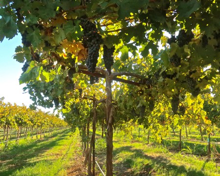 Grapevines in a Lodi vineyard with ripe grapes hanging from the vines.