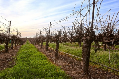 Vineyard rows in Lodi with pruned grapevines and a clear sky.