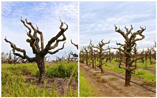 Pruned grapevines in Lodi wine region with clear sky and organized rows.