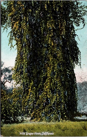 Close-up of wild grape vines growing on a large tree in California, showcasing lush green foliage and grape clusters.