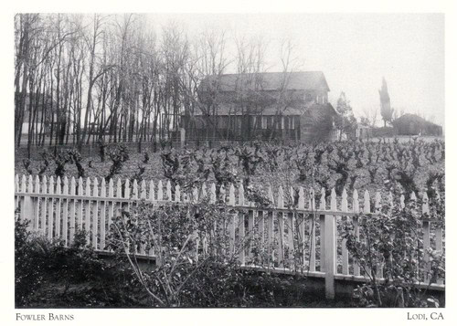 Black and white photo of Fowler Barns surrounded by grapevines in Lodi, California.