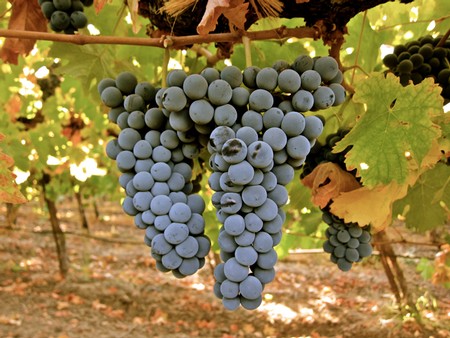 Close-up of ripe purple winegrapes hanging on the vine in a Lodi vineyard.