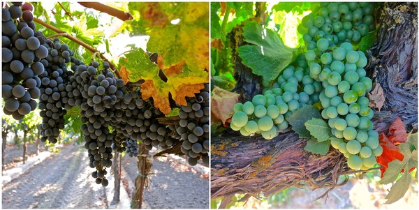 Close-up of ripe green and black winegrapes on vines in Lodi wine region.