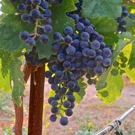 Close-up of ripe dark purple wine grapes hanging on the vine in Lodi, California.