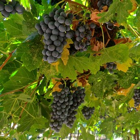 Close-up of ripe dark purple winegrapes hanging on the vine in a lush vineyard.