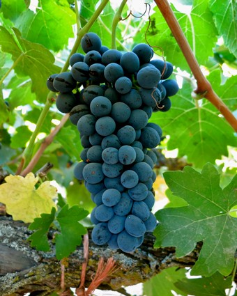 Close-up of a ripe dark blue grape cluster on the vine with green leaves in the background.