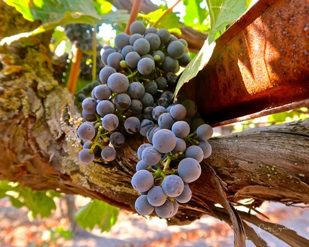 Close-up of ripe purple winegrapes hanging on a vine in Lodi wine region.