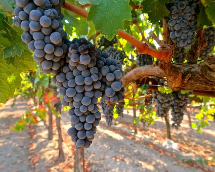 Close-up of ripe dark purple winegrapes hanging on the vine in a Lodi vineyard.