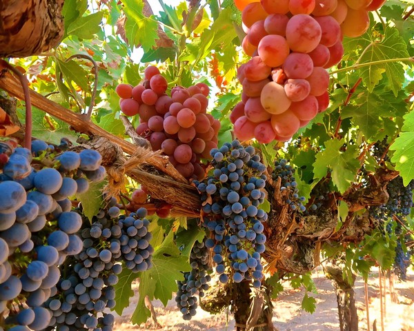 Close-up of ripe red and blue wine grapes hanging on the vine in Lodi, California.