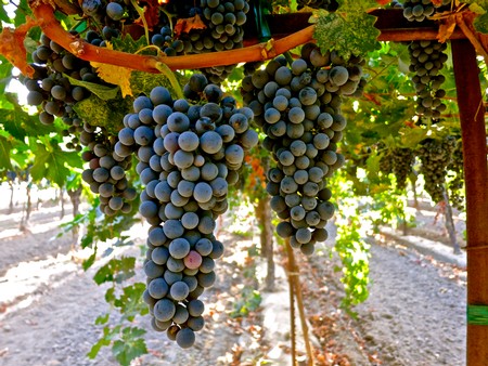 Close-up of ripe dark purple winegrapes hanging on the vine in Lodi, California.