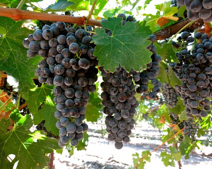 Close-up of ripe dark purple winegrapes hanging on vine with green leaves in Lodi, California.