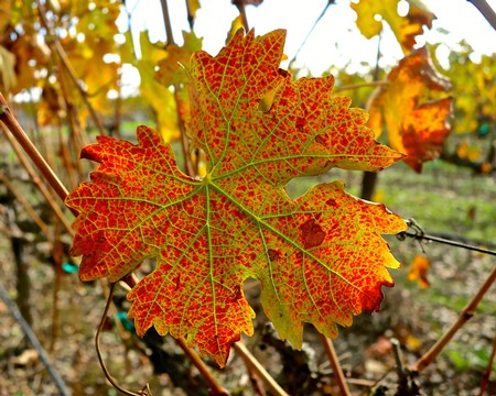 Close-up of a vibrant red and green grapevine leaf in an Lodi vineyard during fall.