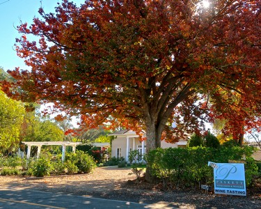 Vineyard entrance with large red tree and tasting room sign at Lodi Winegrape Commission.