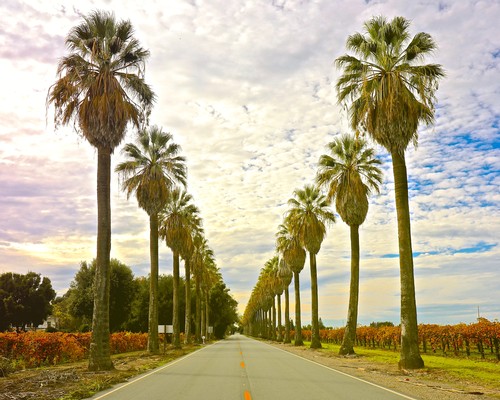 Scenic view of a road lined with tall palm trees in Lodi wine country, California, under a partly cloudy sky.