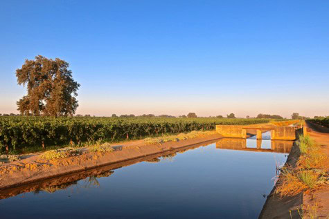 Vineyard in Lodi with water canal and clear blue sky, showcasing wine grape cultivation in California.