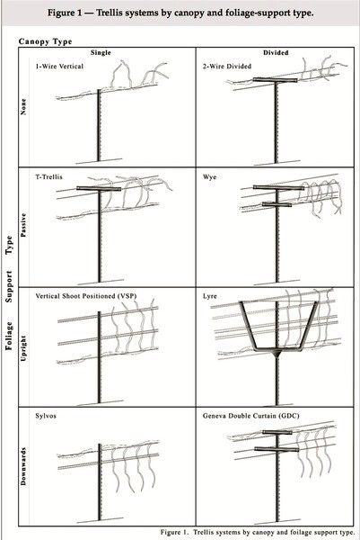 Diagram of various trellis systems for canopy and foliage support in vineyards.