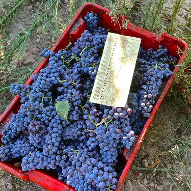 Freshly harvested blue winegrapes in a red crate for Lodi wine production.