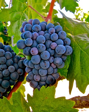 Close-up of ripe dark purple wine grapes on the vine with green leaves in the background.