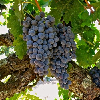 Close-up of ripe dark purple wine grapes hanging on a vine in Lodi, California.