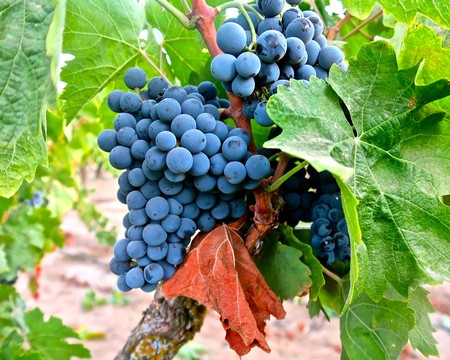 Close-up of ripe blue winegrapes on a vine in Lodi, California, highlighting premium grape quality for winemaking.
