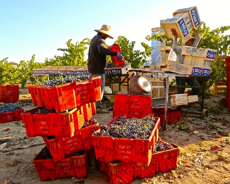 Worker harvesting grapes in Lodi vineyard with crates and grape bins in the background.