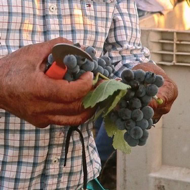 Close-up of a person holding a bunch of ripe dark grapes for wine production in Lodi, California.