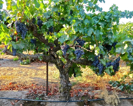 Grapevines with ripe dark purple grapes in a Lodi vineyard for wine production.