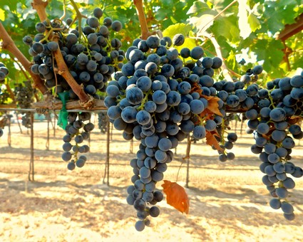 Close-up of ripe dark purple wine grapes hanging on the vine in Lodi, California.