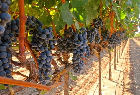 Vineyard with ripe black grapes hanging on the vine in Lodi, California.