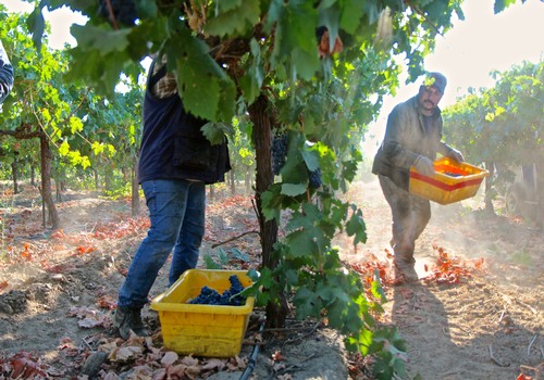 Workers harvesting grapes in a vineyard during the Lodi Winegrape season with baskets of grapes.