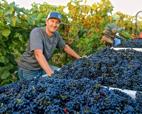 Vineyard worker harvesting ripe grapes in Lodi wine region during harvest season.