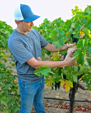 Vineyard worker harvesting ripe winegrapes in Lodi, California for premium wine production.