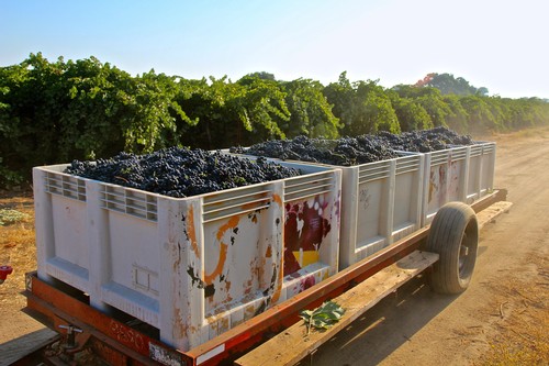 Harvested grapes in a trailer at a Lodi vineyard ready for processing.